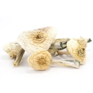Albino-Penis-Neid-Pilze
