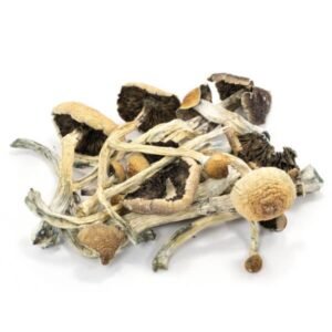 Amazonische Cubensis-Pilze
