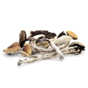 B+ Cubensis-Pilze