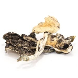 Brasilianischer Cubensis