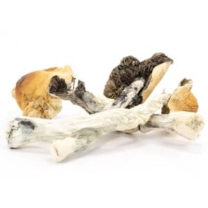 Honduras Cubensis-Pilze